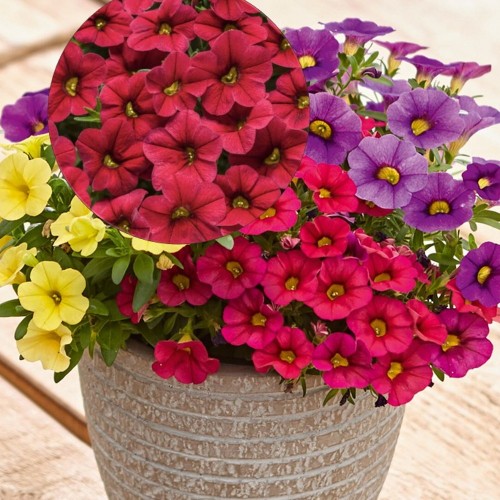 Calibrachoa UNIQUE 'Red' - Puispetuunia UNIQUE 'Red' P9/0,55L